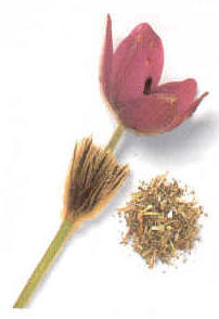 ANMONA (anemonevulgaris) - HIPERnatural.COM