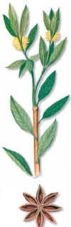 ANSDECHINA (ansestrelladoilliciumverum) - HIPERnatural.COM