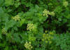APIOCABALLAR (apiocaballarsmyrniumolusatrum) - HIPERnatural.COM