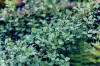 ARNDANONEGRO (arndanonegrovacciniumuliginosum) - HIPERnatural.COM