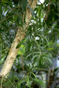 ArbreduProu (melaleucaalternifolia) - HIPERnatural.COM