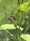 ARISTOLOQUIAREDONDA (aristoloquiaredondaaristolochiarotunda) - HIPERnatural.COM