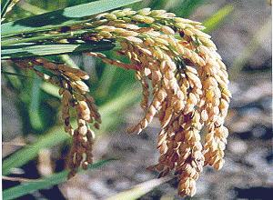 ARROZ () - HIPERnatural.COM