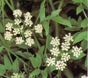 ASAFETIDA (ferulaasa-foetida) - HIPERnatural.COM