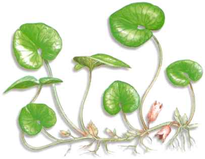 SARO (asarumeuropaeum) - HIPERnatural.COM