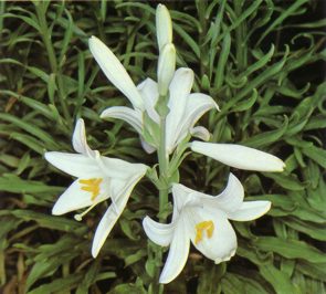 AZUCENA (liliumcandiduml.) - HIPERnatural.COM