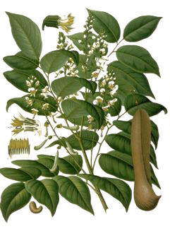 BALSAMOPROU (myroxylonbalsamum) - HIPERnatural.COM