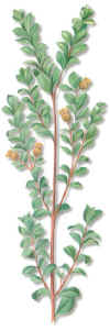 BAROSMA (buchbarosmabetulina) - HIPERnatural.COM