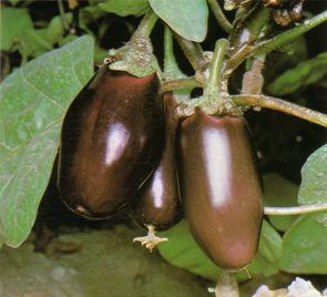 BERENJENA (solanummelongena) - HIPERnatural.COM
