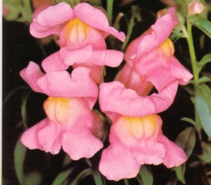 BOCADRAGON (antirrhinummajus) - HIPERnatural.COM