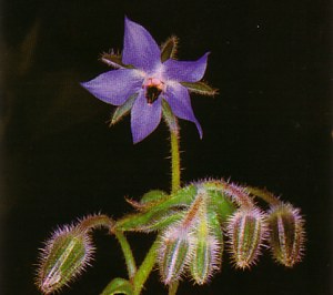 BORRAJA () - HIPERnatural.COM