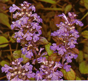 AJUGAREPTANS (ajugareptans) - HIPERnatural.COM