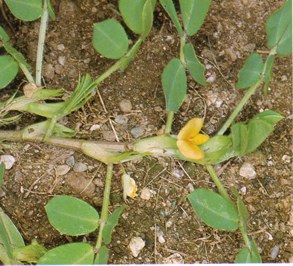 CACAHUATE (arachishypogaea) - HIPERnatural.COM