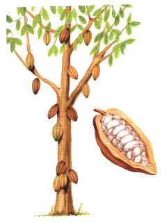 CACAO (theobromacacaol.) - HIPERnatural.COM