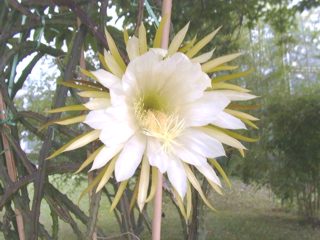 CACTUS (cactusgrandiflorus) - HIPERnatural.COM