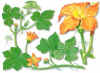 CALABACERA (cucurbitapepol.) - HIPERnatural.COM