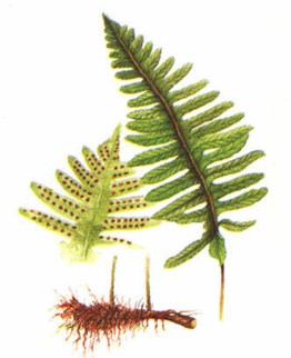 Calaguala (polipodiumcalaguala) - HIPERnatural.COM