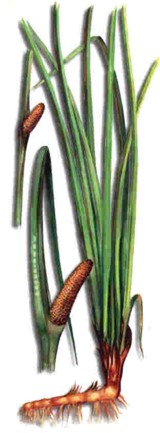 CLAMOAROMTICO () - HIPERnatural.COM