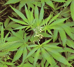 CAAMO (cannabissativa) - HIPERnatural.COM