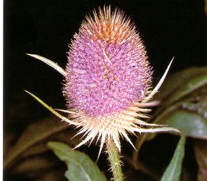 CARDENCHA (dipsacusfullonum) - HIPERnatural.COM