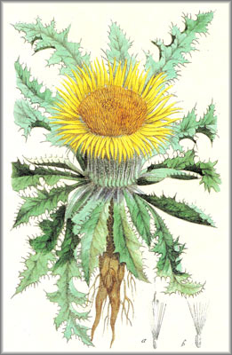 CARLINA (carlinasubacaulis) - HIPERnatural.COM