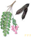 CASIAPURGANTE (caafstulacassiafistula) - HIPERnatural.COM
