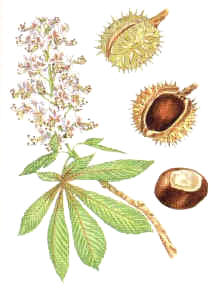 CASTAAINDIA (aesculushippocastanum) - HIPERnatural.COM