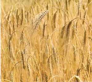 CEBADA () - HIPERnatural.COM
