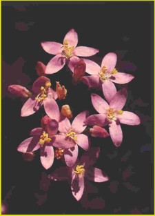 CENTAURAMENOR () - HIPERnatural.COM