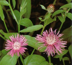 CENTAUREA (centaureajacea) - HIPERnatural.COM