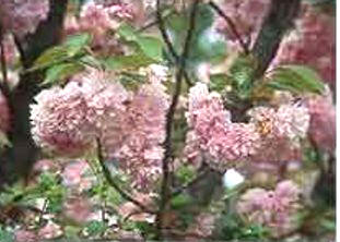 CEREZOJAPONS (prunusserrulatalindl.) - HIPERnatural.COM