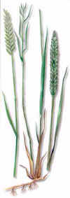 CERRILLO (gramadelasboticastriticumrepens) - HIPERnatural.COM