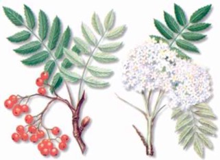 CERVALSILVESTRE (sorbusaucuparia) - HIPERnatural.COM