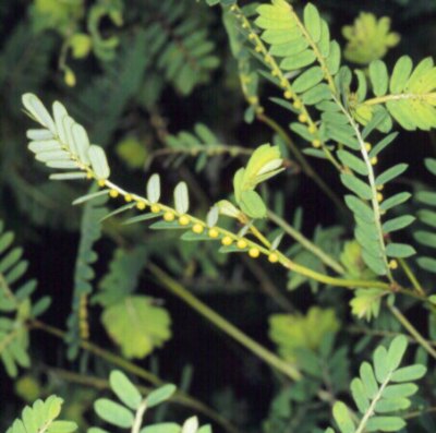 CHANCAPIEDRA (phyllanthusniruri) - HIPERnatural.COM