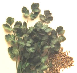 CILANTRO () - HIPERnatural.COM