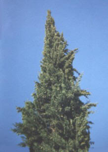 CIPREZ (cupressussempervirens) - HIPERnatural.COM