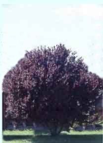 CIRUELOSILVESTRE (prunusserasifera) - HIPERnatural.COM