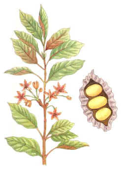 COLA (colanitida) - HIPERnatural.COM