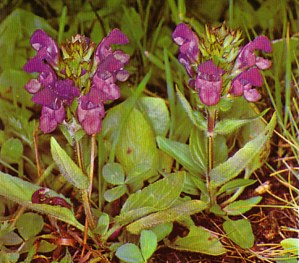 CONSUELDAMENOR (runella(prunella)vugaris) - HIPERnatural.COM
