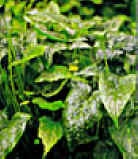 CONTRAYERBA (ontrayerba) - HIPERnatural.COM