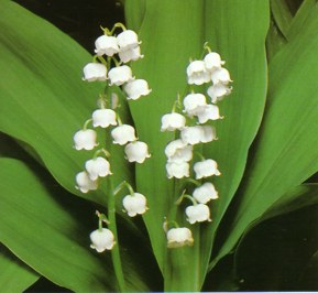 CONVALARIA () - HIPERnatural.COM