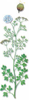 CORIANDRO (cilantrocoriandrumsativum) - HIPERnatural.COM