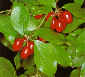 CORNEJOMACHO (cornusmas) - HIPERnatural.COM