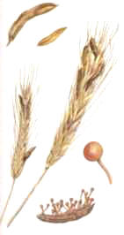CORNEZUELOCENTENO (clavicepspurpurea) - HIPERnatural.COM