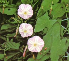 CORREHUELAMENOR (convolvulusarvensis) - HIPERnatural.COM