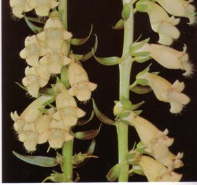 DIGITALJAUNE (digitalislutea) - HIPERnatural.COM