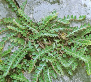 DORADILLA () - HIPERnatural.COM