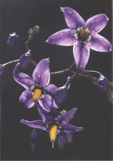 DULCMARA () - HIPERnatural.COM