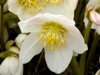 ELEBORO (helleborusniger) - HIPERnatural.COM