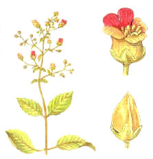 scrofulaire () - HIPERnatural.COM